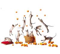 OZLHSP regali per chi ha tutto puzzle 500 pezzi Animali 52x38cm