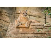 OZLHSP regali per chi ha tutto puzzle 500 pezzi Animali 52x38cm