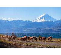 OZLHSP regali per chi ha tutto puzzle 500 pezzi Animali da mucca 52x38cm