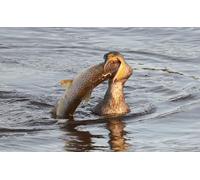 OZLHSP regali per chi ha tutto puzzle 500 pezzi Animali Pesci Cormorani 52x38cm