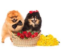 OZLHSP regali per chi ha tutto puzzle 500 pezzi Animali Spitz 52x38cm