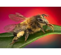 OZLHSP regali per chi ha tutto puzzle 500 pezzi Api Animali 52x38cm