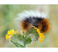 OZLHSP regali per chi ha tutto puzzle 500 pezzi Bruchi Insetti Animali 52x38cm