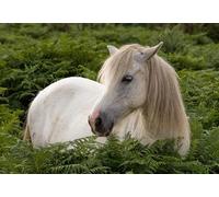 OZLHSP regali per chi ha tutto puzzle 500 pezzi Cavallo Animale 52x38cm