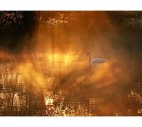 OZLHSP regali per chi ha tutto puzzle 500 pezzi Cigni Animali 52x38cm