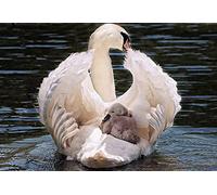 OZLHSP regali per chi ha tutto puzzle 500 pezzi Cigni Pulcini Animali 52x38cm