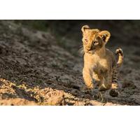 OZLHSP regali per chi ha tutto puzzle 500 pezzi Cuccioli di leone Animali 52x38cm