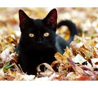 OZLHSP regali per chi ha tutto puzzle 500 pezzi Gatti Animali 52x38cm