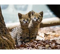 OZLHSP regali per chi ha tutto puzzle 500 pezzi Gatti Animali 52x38cm