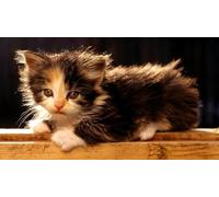 OZLHSP regali per chi ha tutto puzzle 500 pezzi Gattini Animali 52x38cm