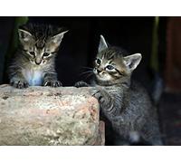 OZLHSP regali per chi ha tutto puzzle 500 pezzi Gattini Animali 52x38cm