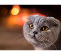 OZLHSP regali per chi ha tutto puzzle 500 pezzi Gatto Scottish Fold 52x38cm