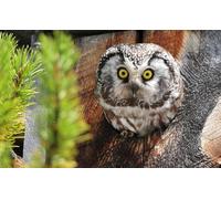 OZLHSP regali per chi ha tutto puzzle 500 pezzi Gufi Animali 52x38cm