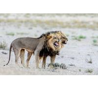 OZLHSP regali per chi ha tutto puzzle 500 pezzi Leoni Grandi Animali 52x38cm
