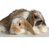 OZLHSP regali per chi ha tutto puzzle 500 pezzi Lepri Roditori Animali 52x38cm