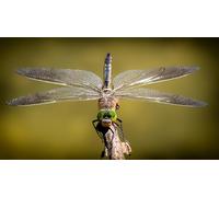 OZLHSP regali per chi ha tutto puzzle 500 pezzi Libellule Insetti Animali 52x38cm