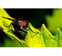 OZLHSP regali per chi ha tutto puzzle 500 pezzi Mosche Insetti Animali 52x38cm