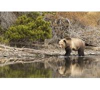 OZLHSP regali per chi ha tutto puzzle 500 pezzi Orsi 52x38cm