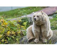 OZLHSP regali per chi ha tutto puzzle 500 pezzi Orsi Animali 52x38cm