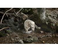 OZLHSP regali per chi ha tutto puzzle 500 pezzi Retriever Brook Animal 52x38cm