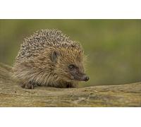 OZLHSP regali per chi ha tutto puzzle 500 pezzi Ricci Animali 52x38cm