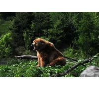 OZLHSP regali per famiglia puzzle 1000 pezzi Orso grizzly 75x50cm