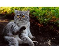 OZLHSP regali per famiglia puzzle 1500 pezzi Gatti Animali Britannici 87x57cm