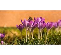 OZLHSP regali per famiglia puzzle 500 pezzi Api Insetti Zafferano Animali 52x38cm