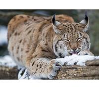 OZLHSP regalo bambina femmina puzzle 1000 pezzi Lince Animale 75x50cm