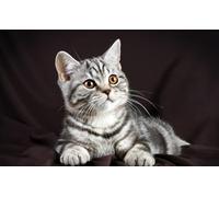 OZLHSP regalo bambina femmina puzzle 1500 pezzi Gatti Animali Britannici 87x57cm