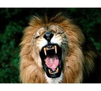 OZLHSP regalo bambina femmina puzzle 500 pezzi Leoni Animali 52x38cm