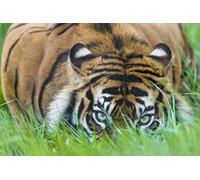 OZLHSP regalo bambina femmina puzzle 500 pezzi Tigre Animale L' 52x38cm