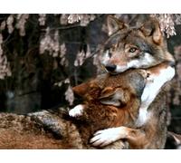 OZLHSP regalo bimba puzzle 1500 pezzi Lupi Animali 87x57cm