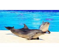 OZLHSP regalo bimba puzzle 500 pezzi Piscine dei delfini Animali 52x38cm
