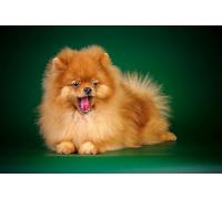 OZLHSP regalo per la famiglia puzzle 500 pezzi Animale Spitz 52x38cm