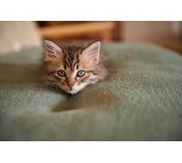 OZLHSP regalo per la famiglia puzzle 500 pezzi Animali gattini 52x38cm