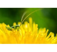 OZLHSP regalo per la famiglia puzzle 500 pezzi Cavallette Insetti Animali 52x38cm