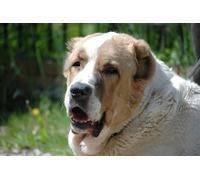 OZLHSP wooden jigsaw 500 pezzi Animali da pastore dell'Asia centrale 52x38cm