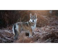 OZLHSP wooden jigsaw 500 pezzi Lupi Animali 52x38cm