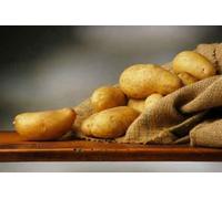 P. EMME Patate silane IGP kg.17 di PATATE coltivate in Sila Calabria Patate a pasta gialla