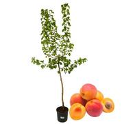P. Piantine da Orto | Albicocco Precoce, Vaso Diametro 22 cm, Pianta Pronta per Il Trapianto, Pianta Vera da Esterno, Vivaio Italiano,Altezza pianta 150 cm