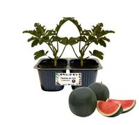 P. Piantine da Orto | Anguria Baby, pack da 2 piante, Pianta Pronta per il Trapianto, Pianta Vera da Orto, da Balcone e da Esterno, Vivaio Italiano