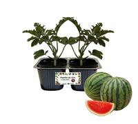 P. Piantine da Orto | Anguria, pack da 2 piante, Pianta Pronta per il Trapianto, Pianta Vera da Orto, da Balcone e da Esterno, Vivaio Italiano