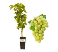 P. Piantine da Orto | Apirene Bianca Vite Senza Semi, Vaso da 2L, Pianta Pronta per Il Trapianto, Pianta Vera da Orto, da Balcone e da Esterno, Vivaio Italiano