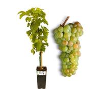 P. Piantine da Orto | Apirene Dorata Vite Senza Semi, Vaso da 2L, Pianta Pronta per Il Trapianto, Pianta Vera da Orto, da Balcone e da Esterno, Vivaio Italiano