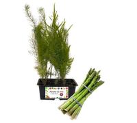 P. Piantine da Orto | Asparago, Kit da 4 piantine, Pianta Pronta per il Trapianto, Pianta Vera da Orto, da Balcone, e da Esterno, Vivaio Italiano