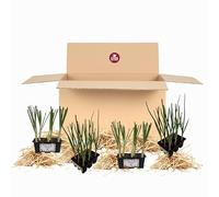 P. Piantine da orto,Box Cipolla Gourmet - Il sapore autentico della terra,La box contiene Cipolla bianca, Cipolotto, rossa fiascona e tonda di Tropea, kit da 36 piante vere