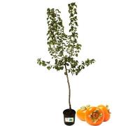 P. Piantine da Orto | Caco Tipo Ragno, Pianta in Vaso Diametro 22 cm, Pianta da Frutto in Vaso, Pianta Vera da Esterno, Giardino o Vaso in Terrazza, Vivaio Italiano