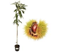 P. Piantine da Orto | Castagno Bouche de Betizac, Vaso Diametro 22 cm, Pianta Pronta per Il Trapianto, Pianta Vera di Frutti di Bosco da Esterno, Vivaio Italiano