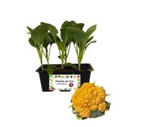 P. Piantine da Orto | Cavolfiore Arancione, Kit da 6 piantine, Pianta Pronta per il Trapianto, Pianta Vera da Orto, da Balcone, e da Esterno, Vivaio Italiano